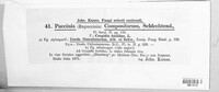 Puccinia compositarum image